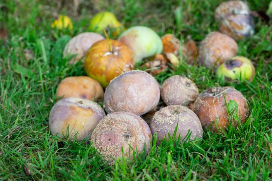 Nemokama „trąša“? Ne! Štai kodėl supuvusius obuolius reikia surinkti dabar