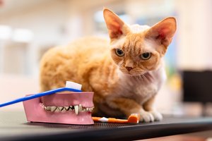 Pastebėjus šiuos ženklus pataria nedelsti – augintinis kenčia