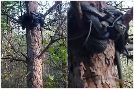 Atėjusi į mišką Aldona nustėro: daugelis tai pamatę bėgtų neatsisukdami