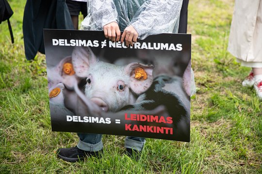 Taškas diskusijose dėl paršelių kastravimo – nededamas: VMVT buria darbo grupę