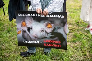 Taškas diskusijose dėl paršelių kastravimo – nededamas: VMVT buria darbo grupę