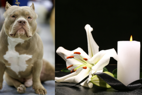 Siaubinga šeimos tragedija – šuo mirtinai sužalojo dešimtmetę