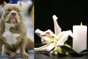 Siaubinga šeimos tragedija – šuo mirtinai sužalojo dešimtmetę