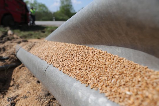 Ūkininkai ruošiasi finansiškai sunkiems metams: grūdų supirkimo kainos – seniai nematytose žemumose