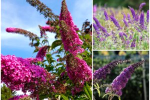 Rudenį pasodinsite šį daugiametį augalą – gausiai žydės nuo vasaros pradžios iki pirmųjų šalnų