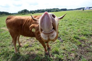 Nauji įtarimai dėl mėlynojo liežuvio ligos Lietuvoje: MLL užkrėsti šie 5 pieninių galvijų ūkiai