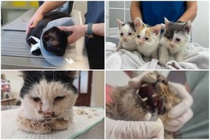 Kodėl kai kurios prieglaudos lieka nežinomos? Prisidėti gali kiekvienas