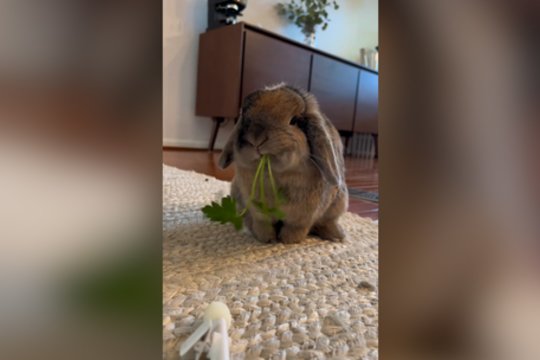 Triušio desertas: žaliasis gardumynas dingo akimirksniu