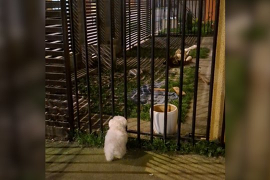 Keturkojo veiksmas suklaidino bičiulį: tik vėliau suprato, ką padarė