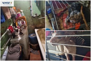 Alytuje – „konclageris“ augintiniams: be maisto, išmatose, tamsoje ir narvuose įkalinti buvo 25 gyvūnai