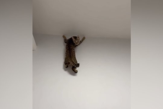 Matant tokį vaizdą teks pasikrapštyti akis: užfiksuota sienomis vaikštanti katė