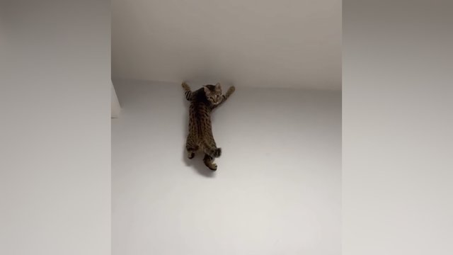 Matant tokį vaizdą teks pasikrapštyti akis: užfiksuota sienomis vaikštanti katė