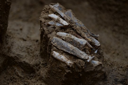 Mokslininkus pradžiuginęs radinys Europoje leidžia pažvelgti į akmens amžiaus pasaulį