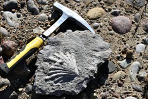  Mokslinė sensacija: Lietuvoje aptikta įspūdingo dydžio fosilija