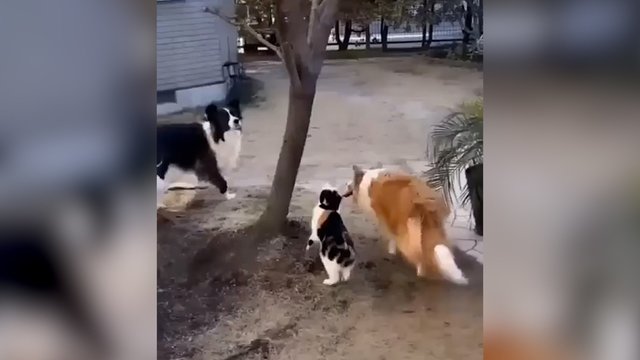 Toks katės žingsnis griauna stereotipus: be dvejonių atskubėjo į pagalbą