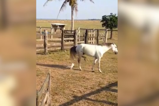 Pykčio apimtas gaidys nusprendė išsilieti: pasirinko ne savo dydžio priešininką