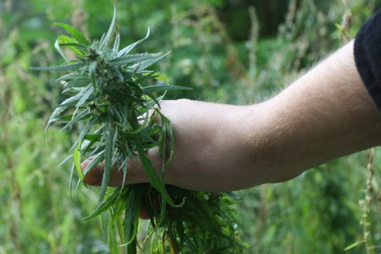 Aukščiausiasis Teismas nutraukė kanapėmis prekiavusio Kauno verslininko bylą