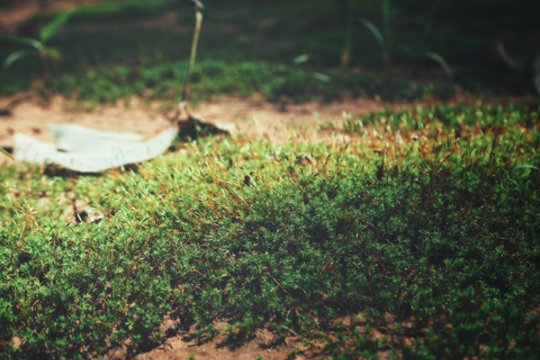 Šio rudens atradimas: pasėsi – ir piktžolės dings, o žemė tada taps pati geriausia trąša