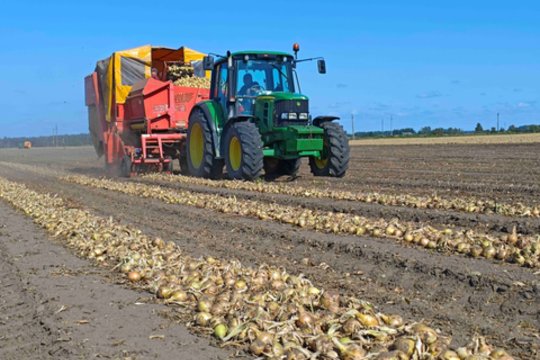Šių daržovių laukai šiemet pasižymi ypatinga gausa: derlius – rekordinis