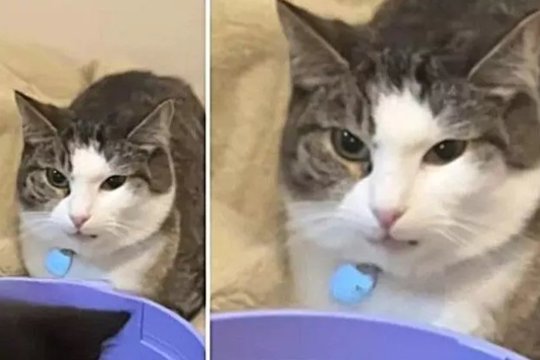 Kačiuką vienišai katei namo parnešusi pora nesitikėjo tokios reakcijos – viską užfiksavo