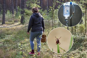 Įspėja apie tykančią grėsmę: dabar – aktyvumo pikas