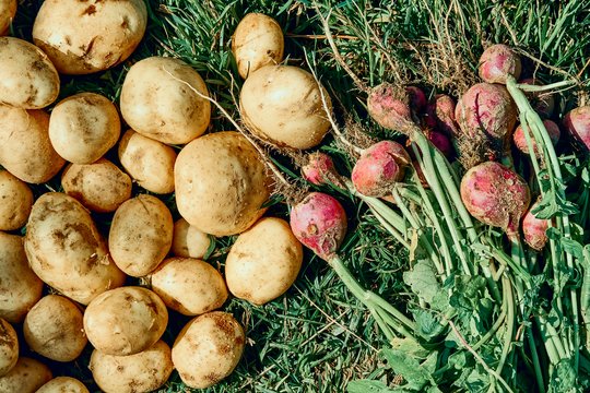 Be rūsio: štai kur laikyti morkas ir burokėlius, kad jie išliktų švieži iki pavasario