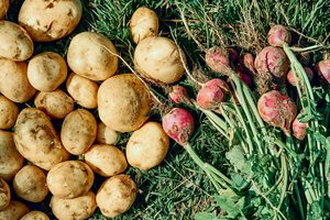 Be rūsio: štai kur laikyti morkas ir burokėlius, kad jie išliktų švieži iki pavasario