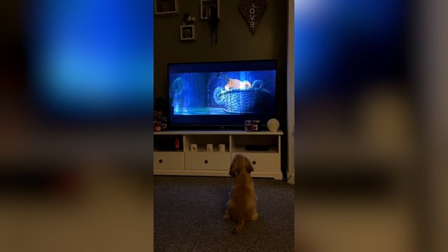 Televizoriaus ekrane šuniukas išvydo keturkojų animaciją: reakcija nustebins