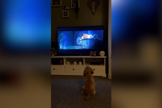 Televizoriaus ekrane šuniukas išvydo keturkojų animaciją: reakcija nustebins