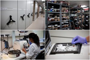 Praskleidė nematomus medicinos užkulisius: kur keliauja chirurgų išpjauti organų audiniai ir augliai