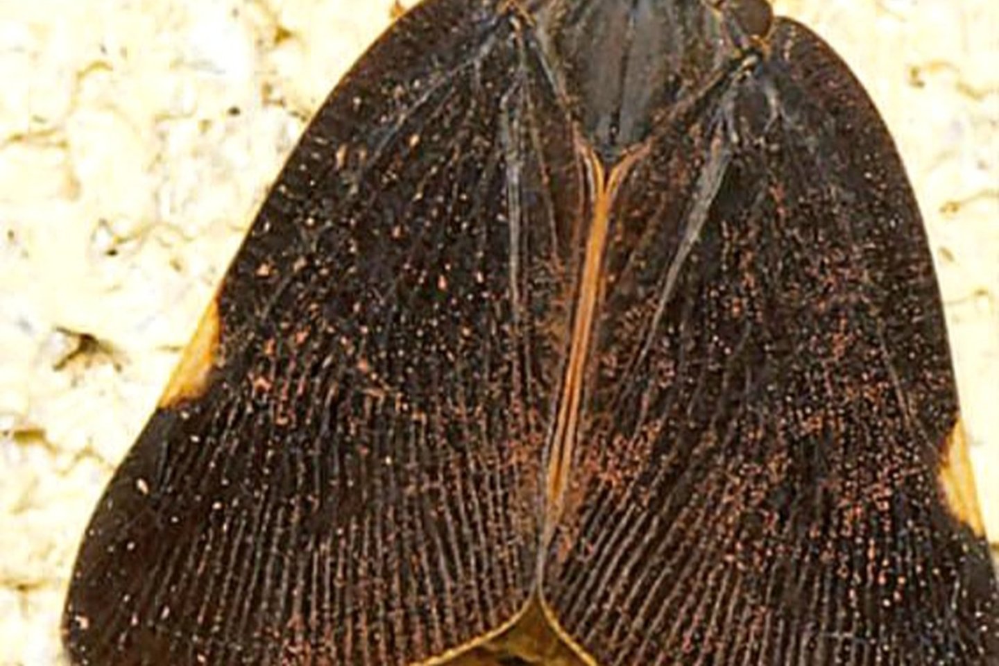 Valstybinė augalininkystės tarnyba gavo pranešimų apie naują, grėsmingą Europos regiono kenkėją – Pochazia shantungensis.<br>Valstybinės augalininkystės tarnybos nuotr.