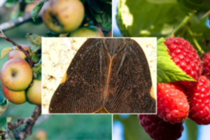 Prie Lietuvos artinasi pavojingas kenkėjas: gali sunaikinti derlių, apsaugos – nėra