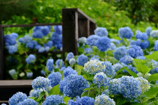 Vienas dalykas, kurį reikia padaryti dabar – ir pavasarį išvysite visai kitokią savo hortenziją