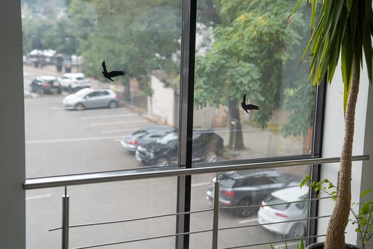 Ornitologas tvirtina, kad padėti paukščiams – nesunku: to jau ėmėsi būsimi medikai