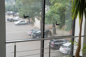 Ornitologas tvirtina, kad padėti paukščiams – nesunku: to jau ėmėsi būsimi medikai