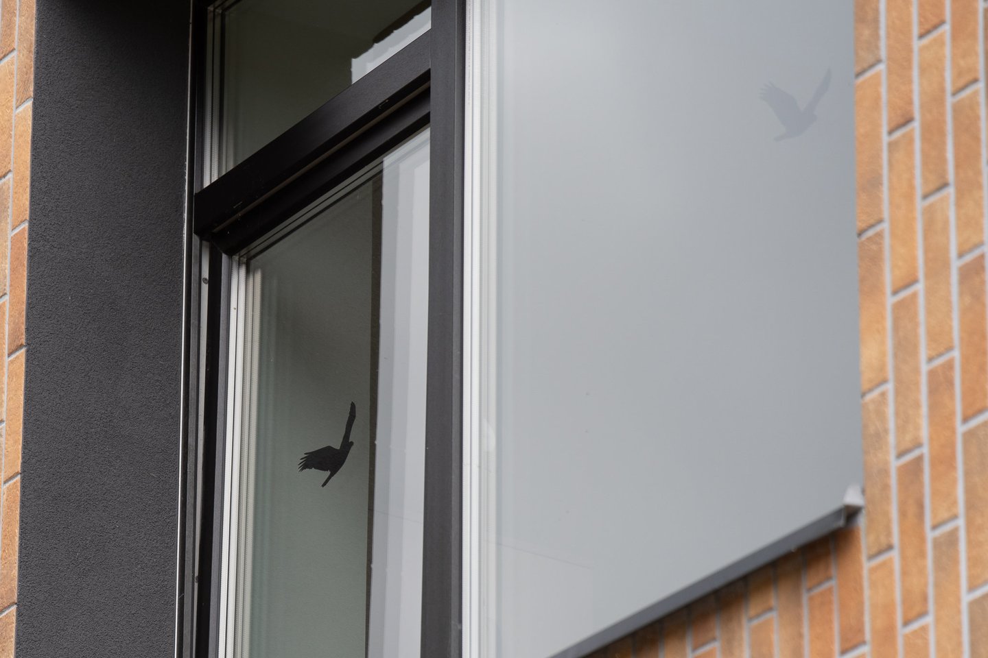 Kad paukščiai neatsitrenktų į stiklus ir nesusižalotų, Kauno kolegijos Medicinos fakulteto dėstytojai ir studentai užklijavo ant langų specialius lipdukus.<br>R.Vilkelio nuotr.