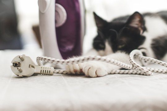 Paaiškino, kodėl katės kramto laidus ir kaip nuo to atpratinti