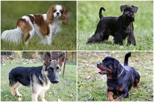 Perspėja: 5 šunų veislės, kurių dažnos ligos „muš per kišenę“