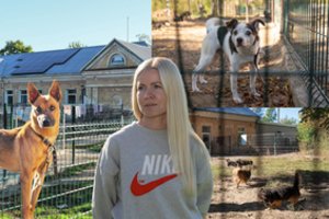 Verslininkas prieš mirtį padovanojo sklypą, bet statybos stringa: keli šimtai šunų gali likti be pastogės
