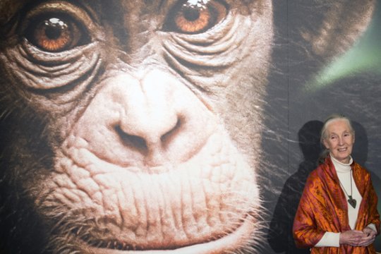 Nuo įrankių naudojimo iki karo – štai 5 dalykai, kuriais Jane Goodall iš esmės pakeitė mūsų žinias apie šimpanzes