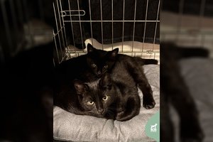 Du jauni juoduliukai laukia savo šanso turėti mylimus namus