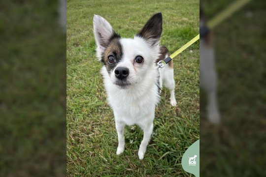 Vos 5 kg sveriantis ilgakojis gražuolis ieško namų: įspėja – labai bijo kačių