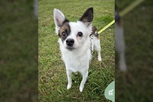 Vos 5 kg sveriantis ilgakojis gražuolis ieško namų: įspėja – labai bijo kačių