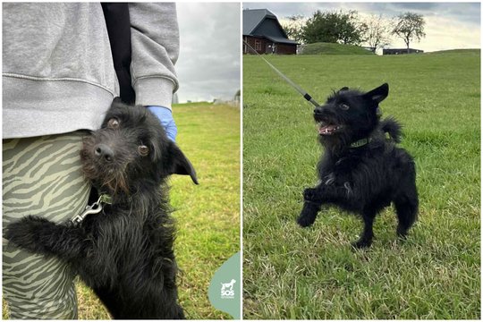 Tikras dviveidis! Išskirtinio charakterio šuo – tik ypatingiems žmonėms