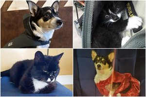 Jautrios muitinės keturkojų istorijos: nuo šiukšliadėžėje rastos katytės Aldonos iki karo pabėgėlės šunytės Belos