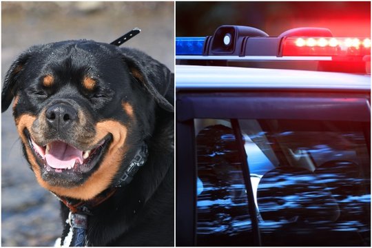 Siaubinga nelaimė: 5 vaikų mama mirė po mylimo šuns įkandimo