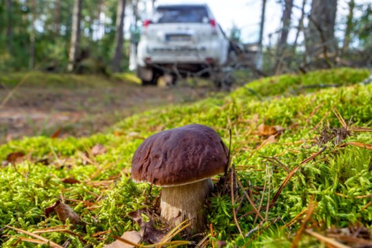 Ruduo įgauna pagreitį: laukia lietingos dienos, tačiau vis dar džiugins maloni šiluma