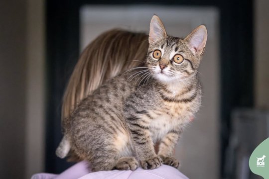 Trumpauodegė išdykėlė trokšta mylinčių namų: nebijo prisilietimų ir būti ant rankų