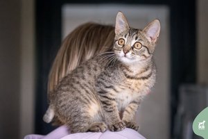 Trumpauodegė išdykėlė trokšta mylinčių namų: nebijo prisilietimų ir būti ant rankų