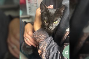 Meilumu išsiskirianti 4-5 mėn. laukinukė dievina žmogaus dėmesį ir trokšta namų